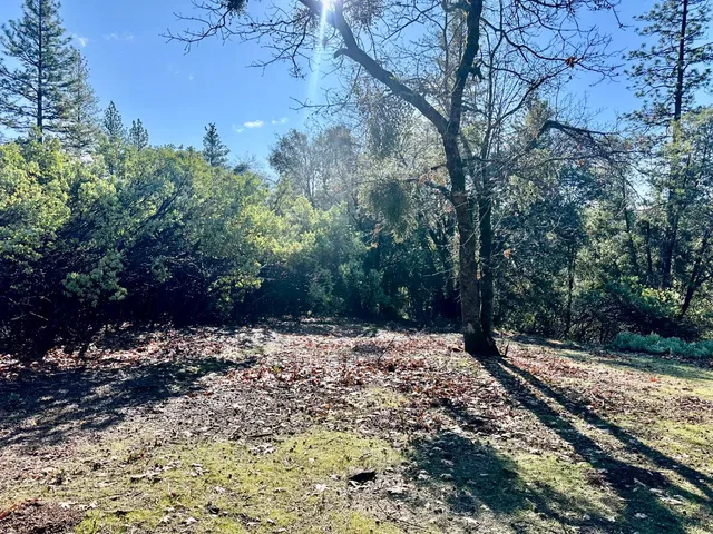a view of a yard with plants and trees