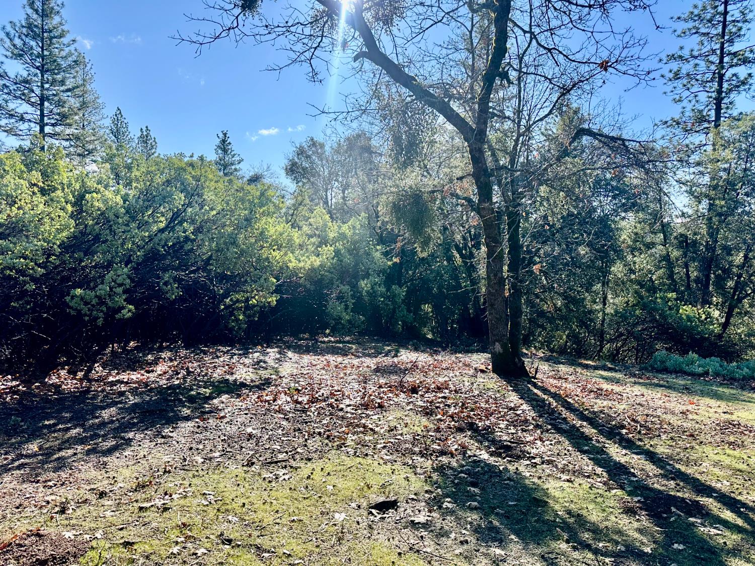 22600 Fiddletown Road Volcano, CA 95689 - Photo 16 of 36 a view of a yard with trees
