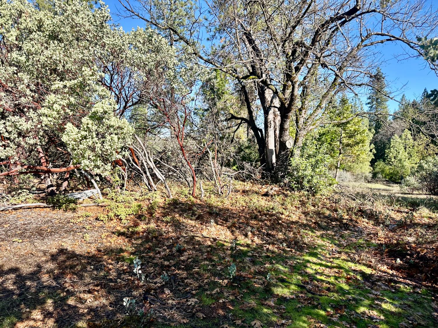 22600 Fiddletown Road Volcano, CA 95689 - Photo 17 of 36 a view of tree