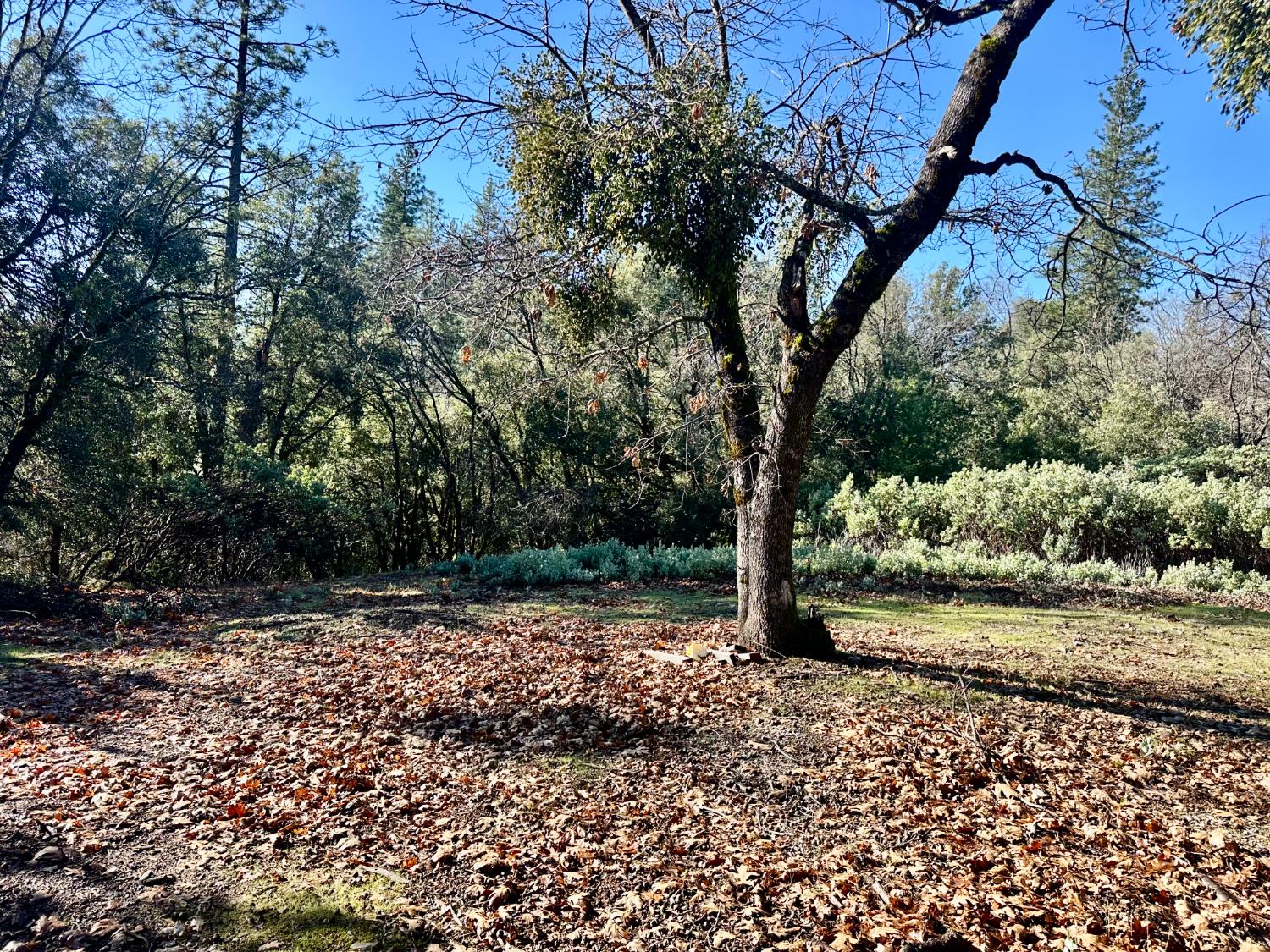 22600 Fiddletown Road Volcano, CA 95689 - Photo 18 of 36 a view of a yard with plants and trees