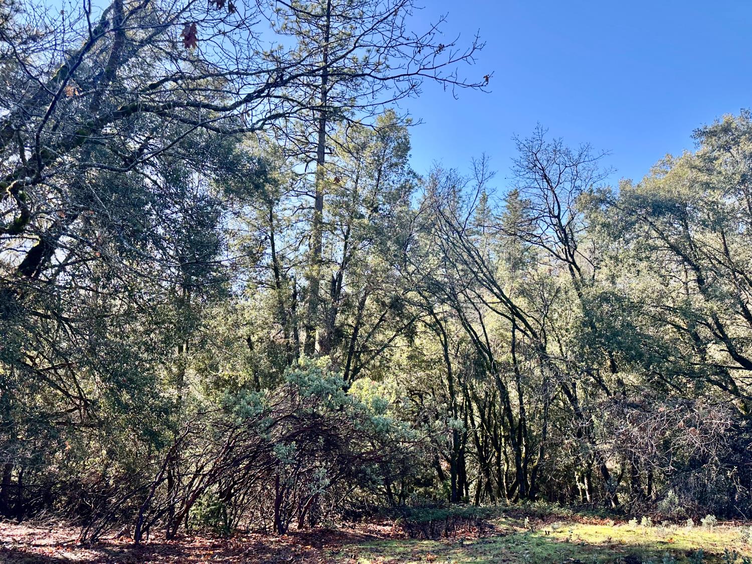 22600 Fiddletown Road Volcano, CA 95689 - Photo 20 of 36 a view of a yard with trees