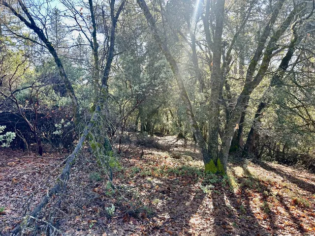 a view of a yard with plants and trees