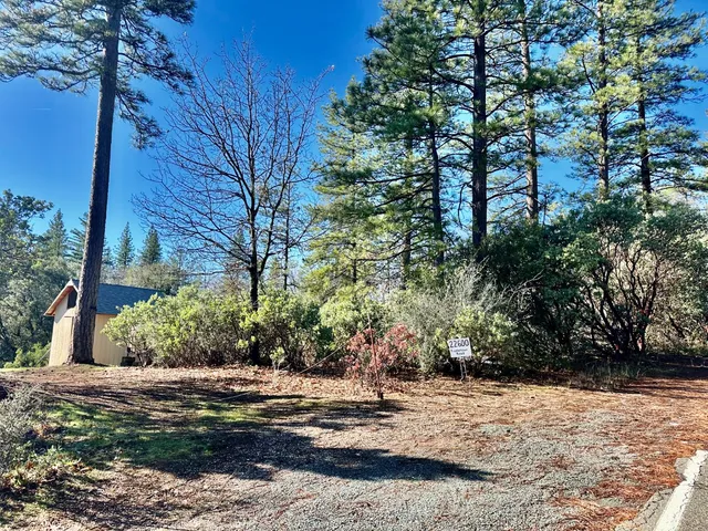 a view of a yard with plants and trees