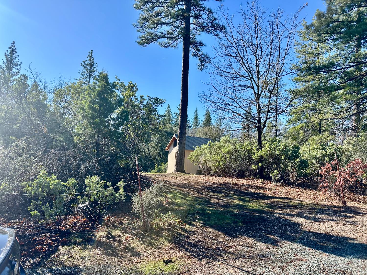 22600 Fiddletown Road Volcano, CA 95689 - Photo 23 of 36 a view of a yard with plants and trees