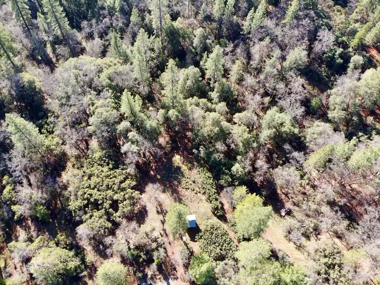 22600 Fiddletown Road Volcano, CA 95689 - Photo 27 of 36 a view of a tree