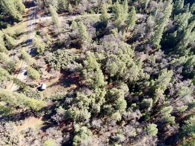 a view of a tree in a forest