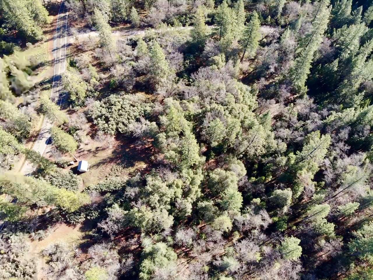 22600 Fiddletown Road Volcano, CA 95689 - Photo 28 of 36 a view of a tree
