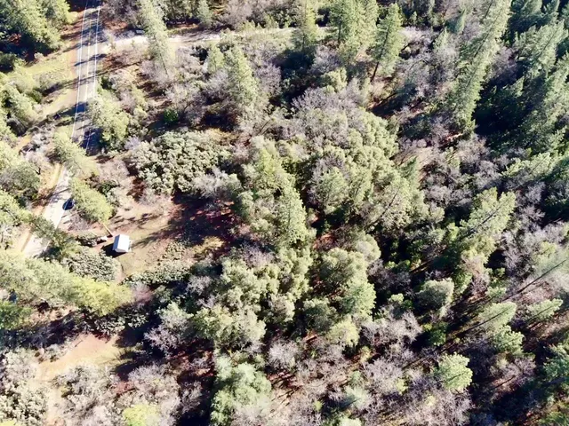 a view of a forest with a tree