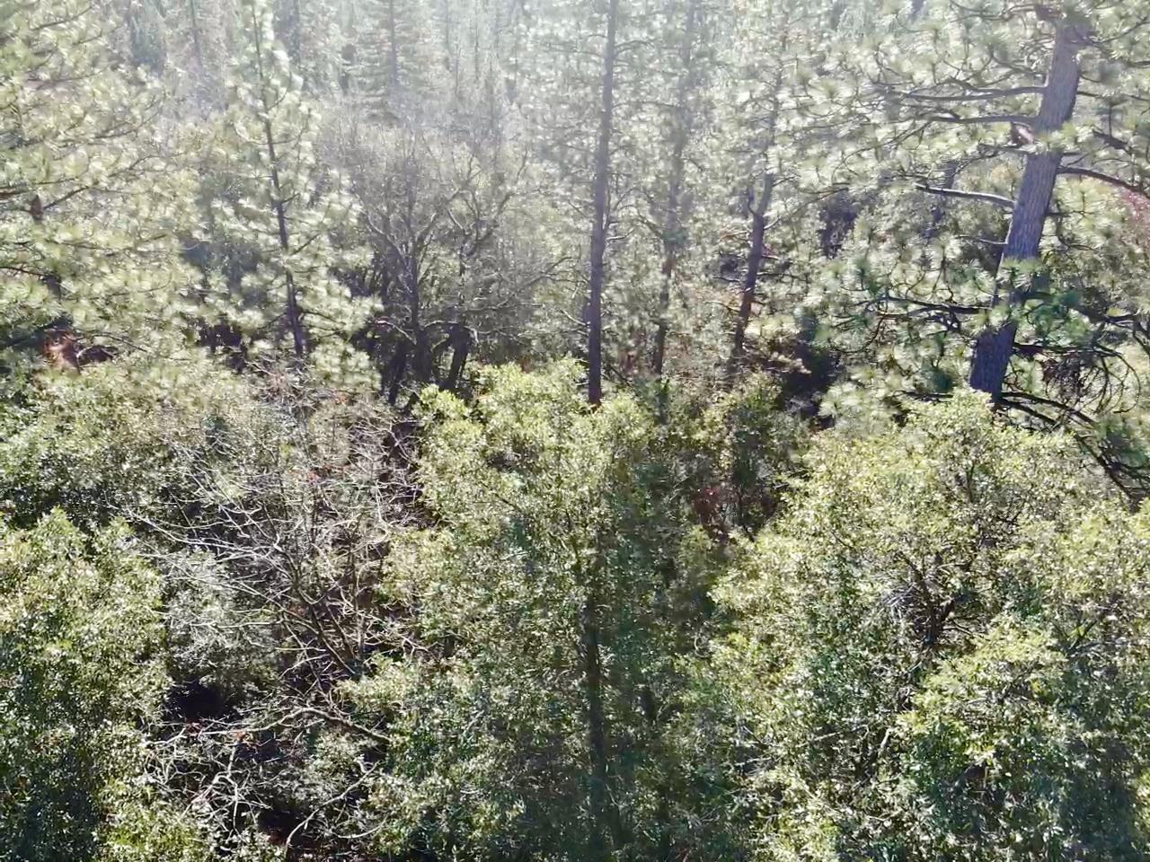 22600 Fiddletown Road Volcano, CA 95689 - Photo 35 of 36 a close up of a tree