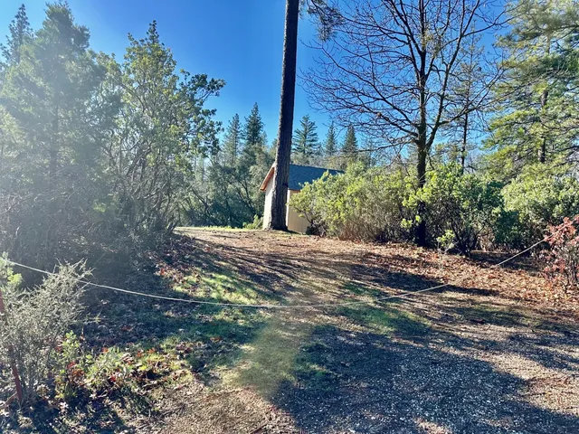a view of a yard with plants and trees