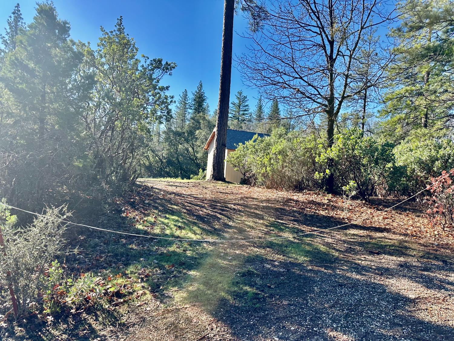 22600 Fiddletown Road Volcano, CA 95689 - Photo 8 of 36 a view of a yard with plants and trees