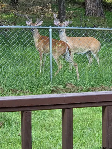 a view of a yard with a tree
