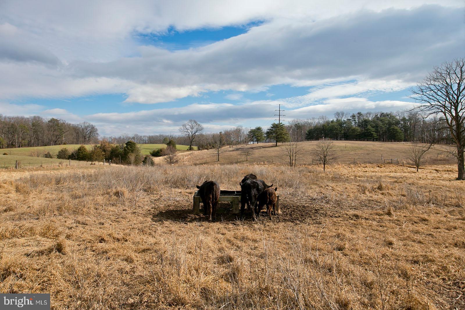 673 Grim Road Stephens City, VA 22655 - Photo 56 of 76 14 fenced acres