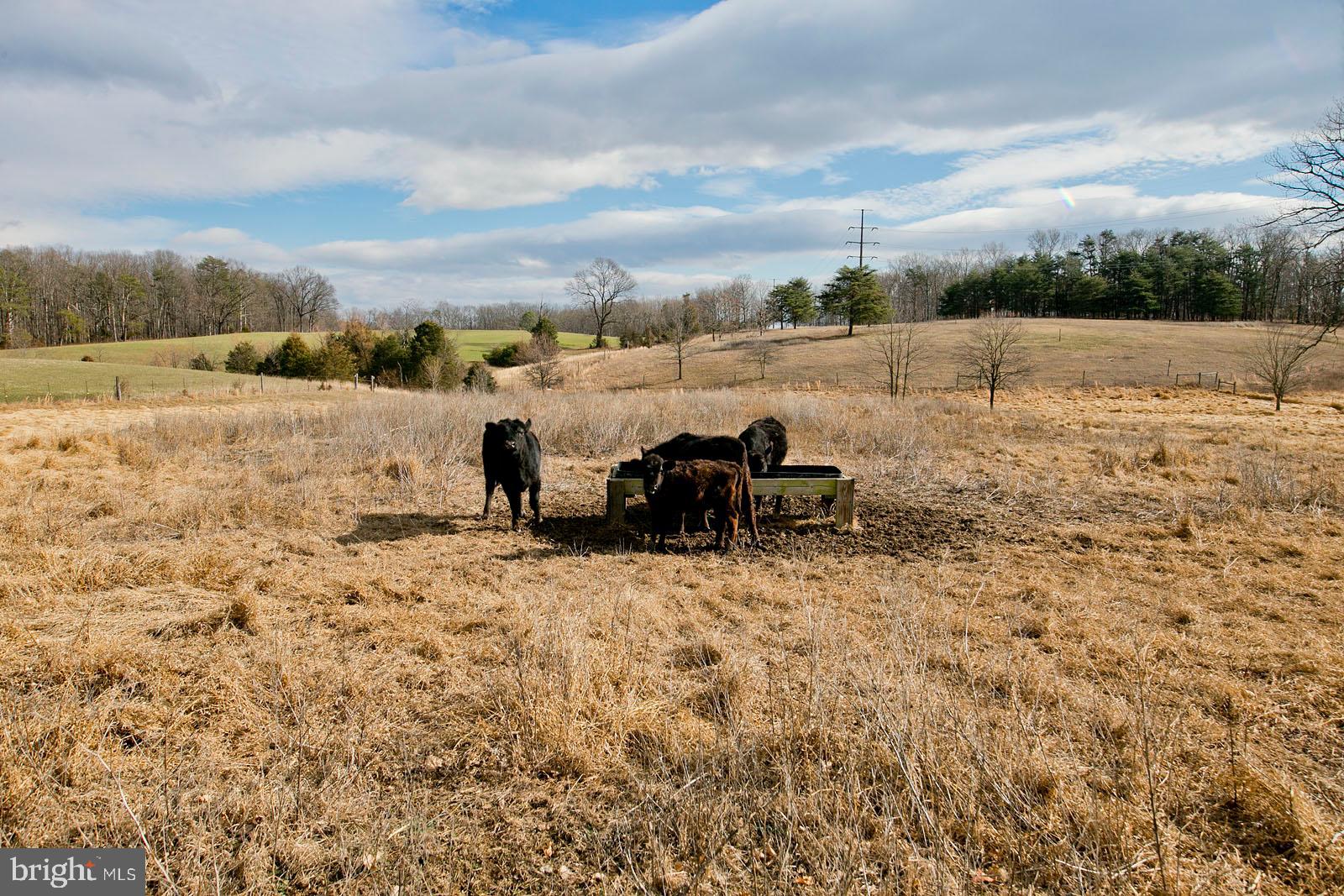 673 Grim Road Stephens City, VA 22655 - Photo 8 of 76 14 fenced acres