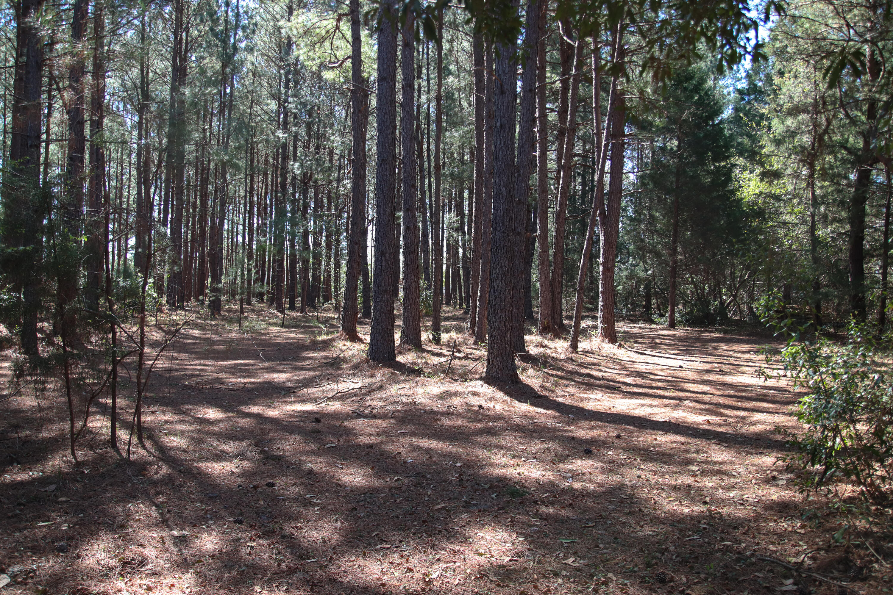 1451 Dry Branch Road Lodge, SC 29082 - Photo 22 of 22 IMG_8382