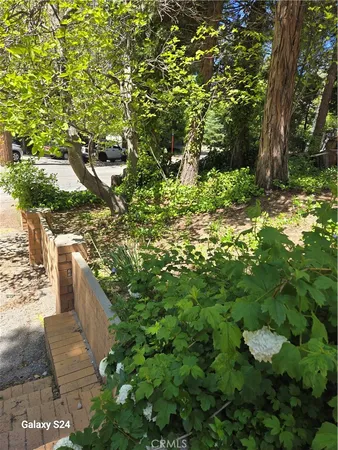 a view of a yard with plants and large trees