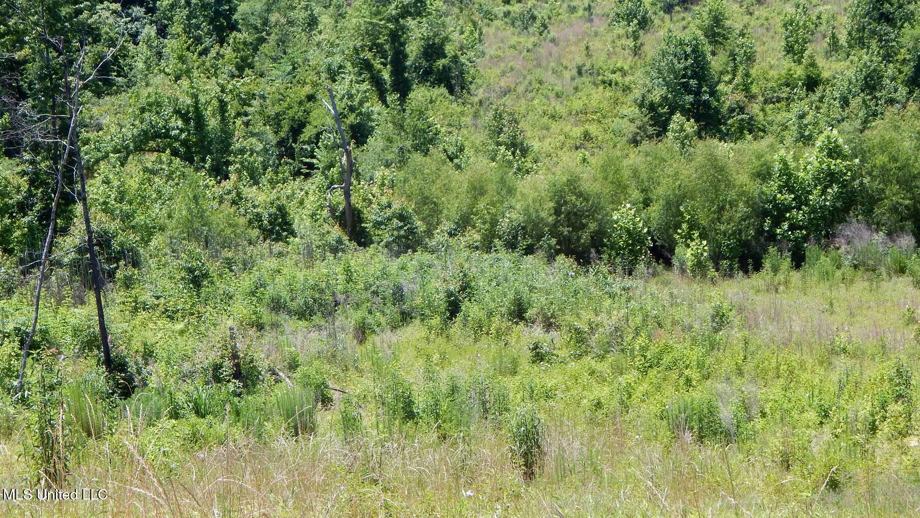 105 Hugh White State Pk Road Grenada, MS 38901 - Photo 7 of 14 DSCN6888