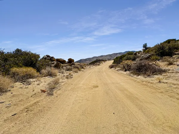 a view of a forest with mountains in the background