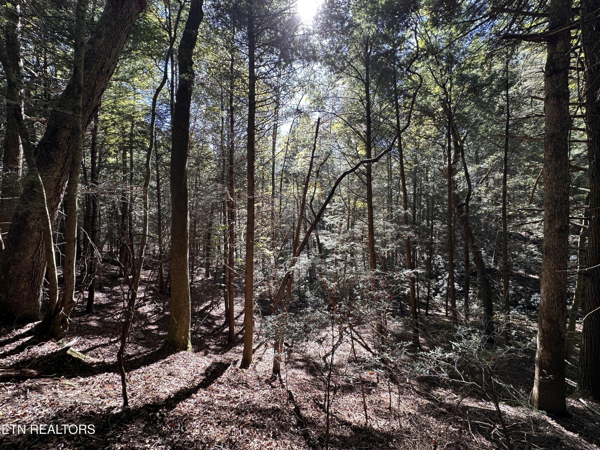 186 Cave Branch Road Allardt, TN 38504 - Photo 14 of 23 a view of a trees