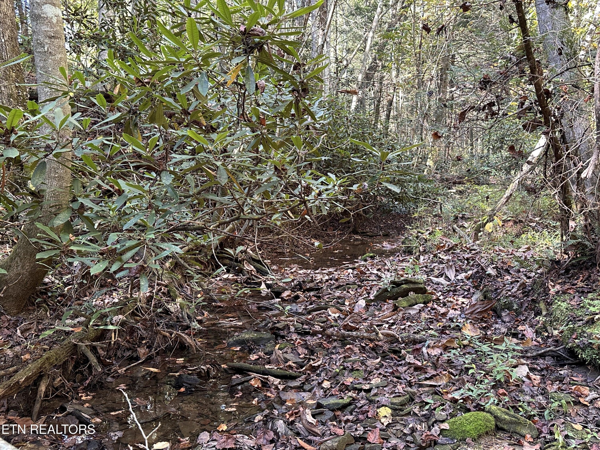 186 Cave Branch Road Allardt, TN 38504 - Photo 5 of 23 a view of a tree