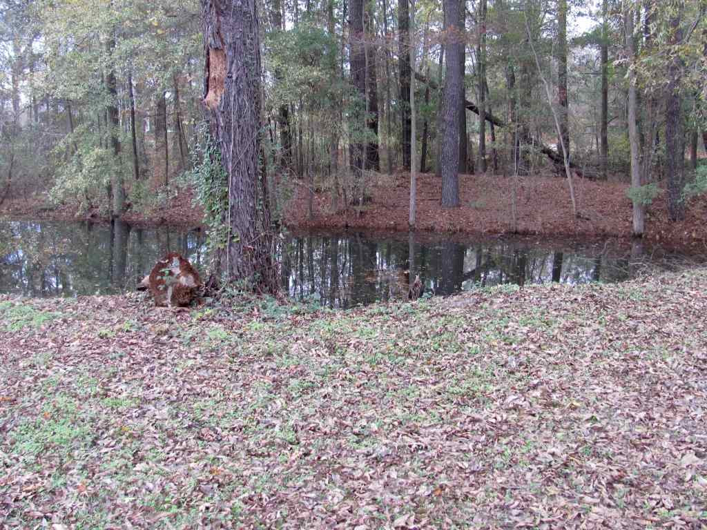 91 T T-Bar Road, Unit A Benson, NC 27504 - Photo 25 of 25 Pond