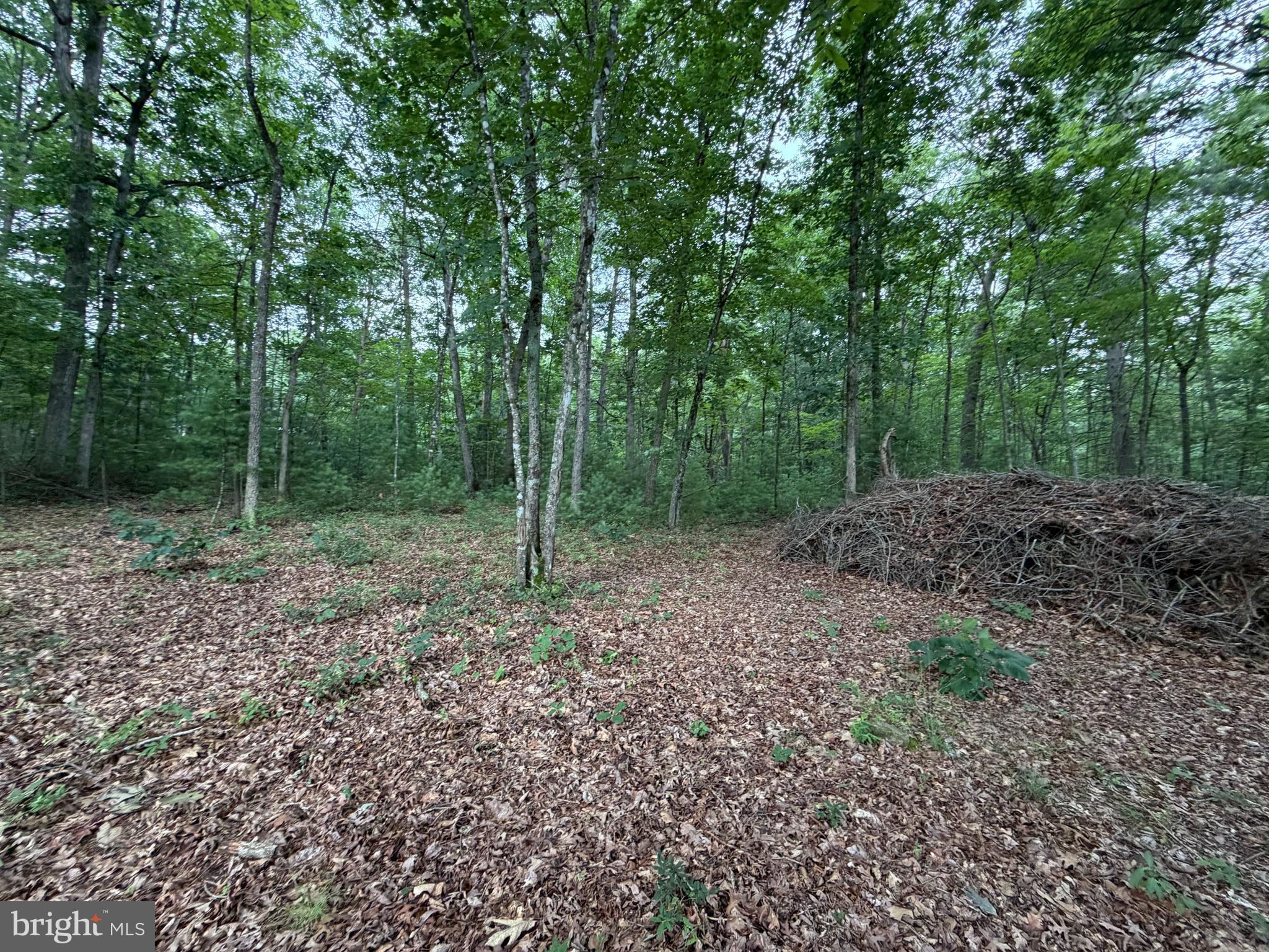 Lot 8-2ac Lot 8-2ac Grizzly Road Mathias, WV 26812 - Photo 5 of 18
