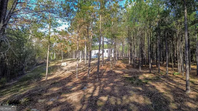 a view of a lush green forest