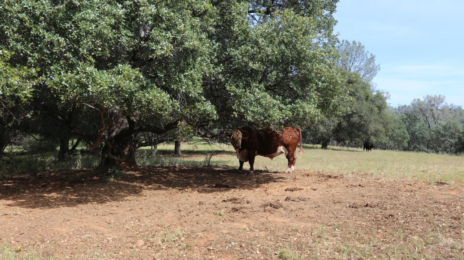 1484 Oregon Gulch Road Oroville, CA 95965 - Photo 69 of 78