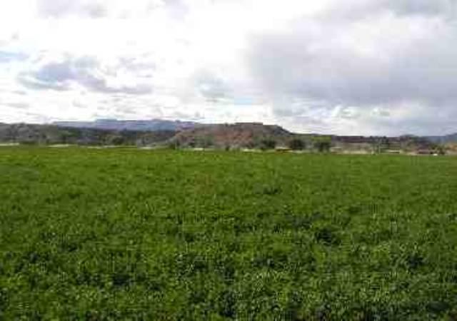 2515 210th Road Rifle, CO 81650 - Photo 3 of 5 a view of a green field with lots of green space