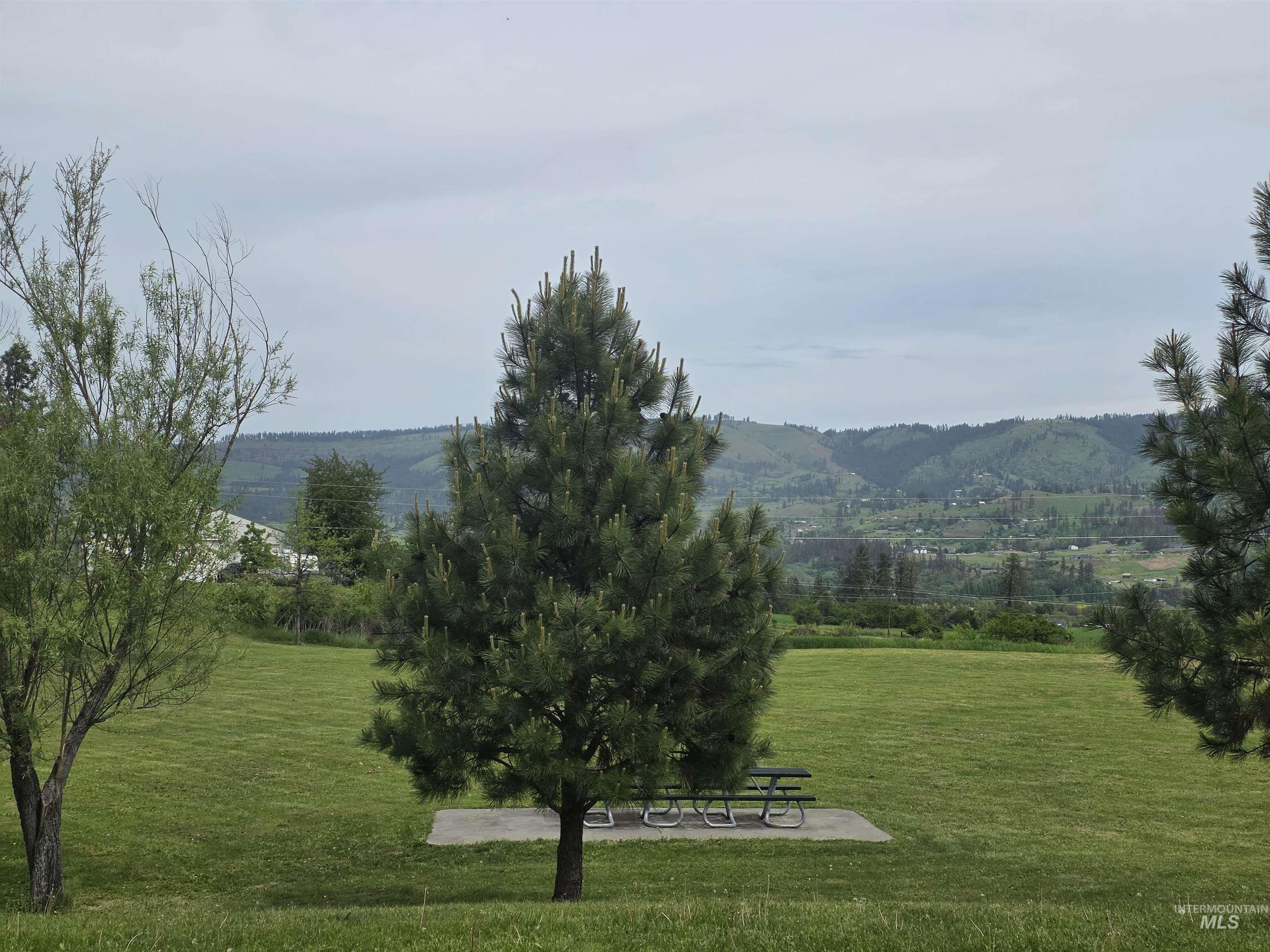 310 Fir Road Kamiah, ID 83536 - Photo 31 of 32 Expansive green lawn featuring a central evergreen tree and a concrete pad with a picnic table