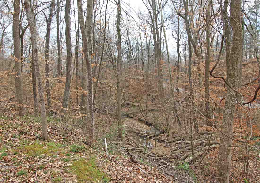 131 Chelsea Road Crump, TN 38327 - Photo 3 of 19 Natural creek on adjoining lot...