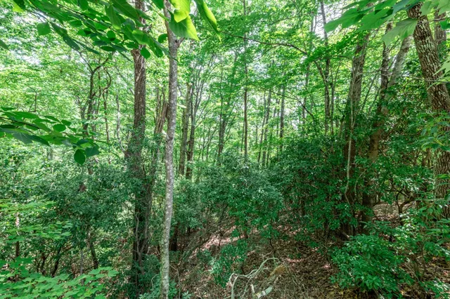 a view of a lush green forest