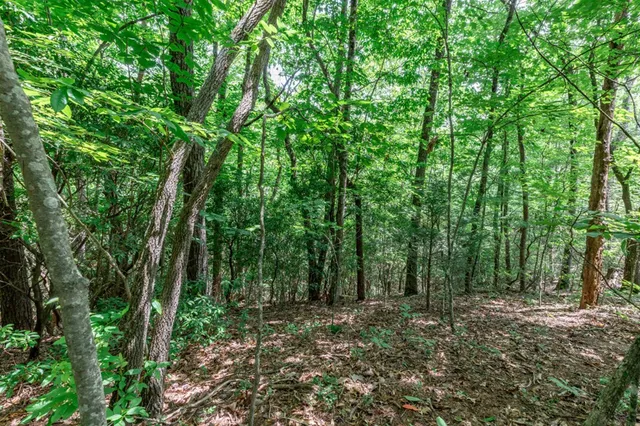 a view of a lush green forest