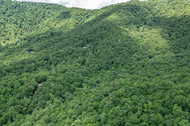 a view of a lush green forest