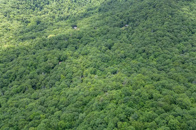 a view of a lush green forest