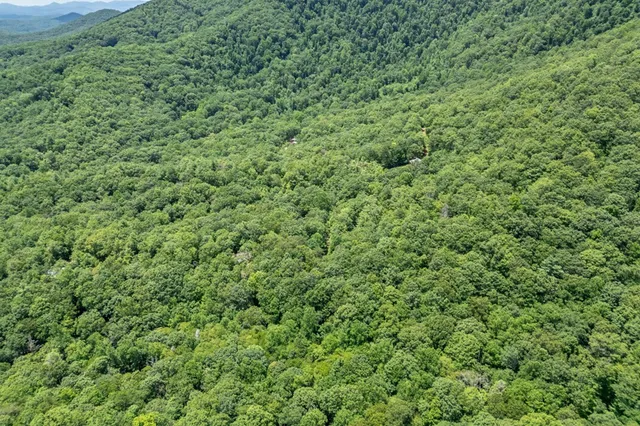 a view of a bunch of trees