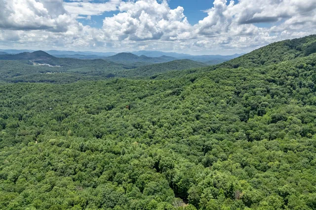 a view of a big yard with plants and large trees