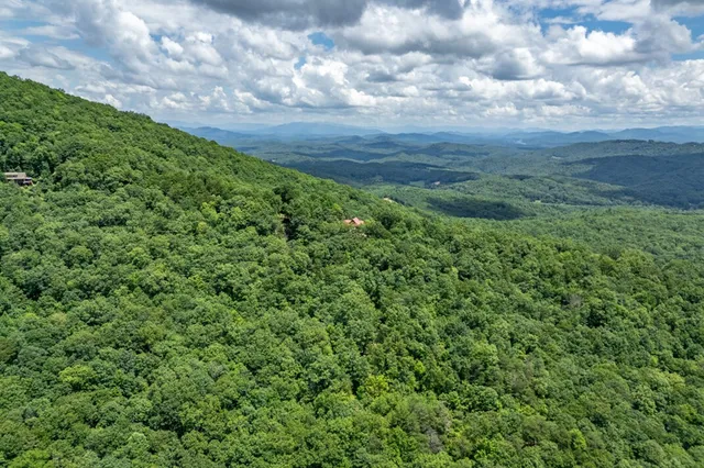 a view of a lush green forest with a tree