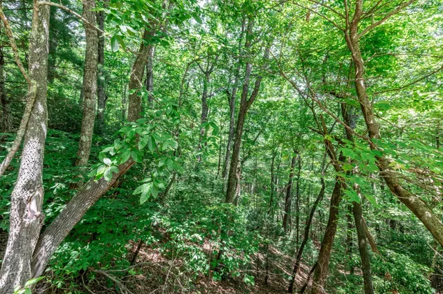 a view of a lush green forest