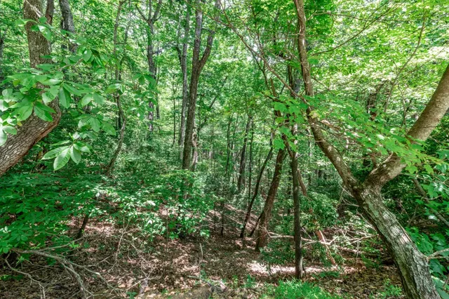 a view of a lush green forest