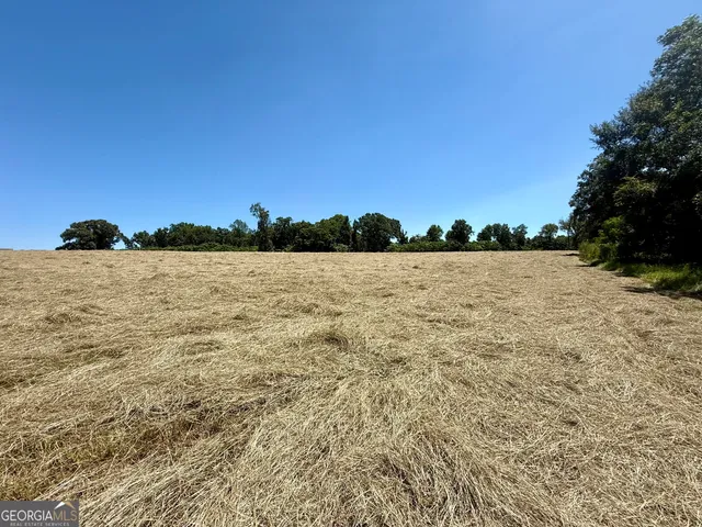 a view of a tree in a yard