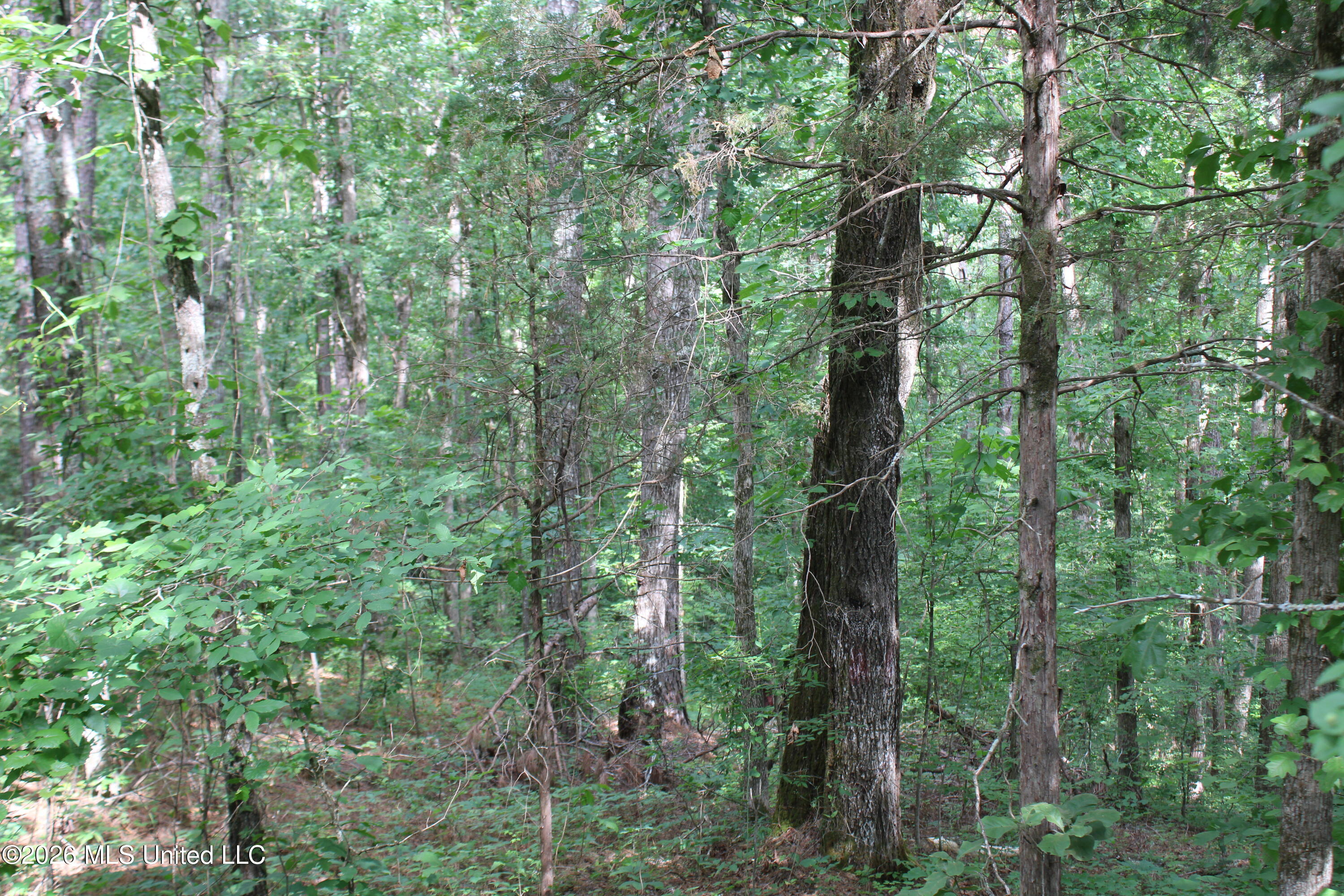 0 Scruggs Road Holly Springs, MS 38635 - Photo 21 of 25 IMG_7899