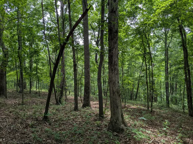 a view of outdoor space and green space