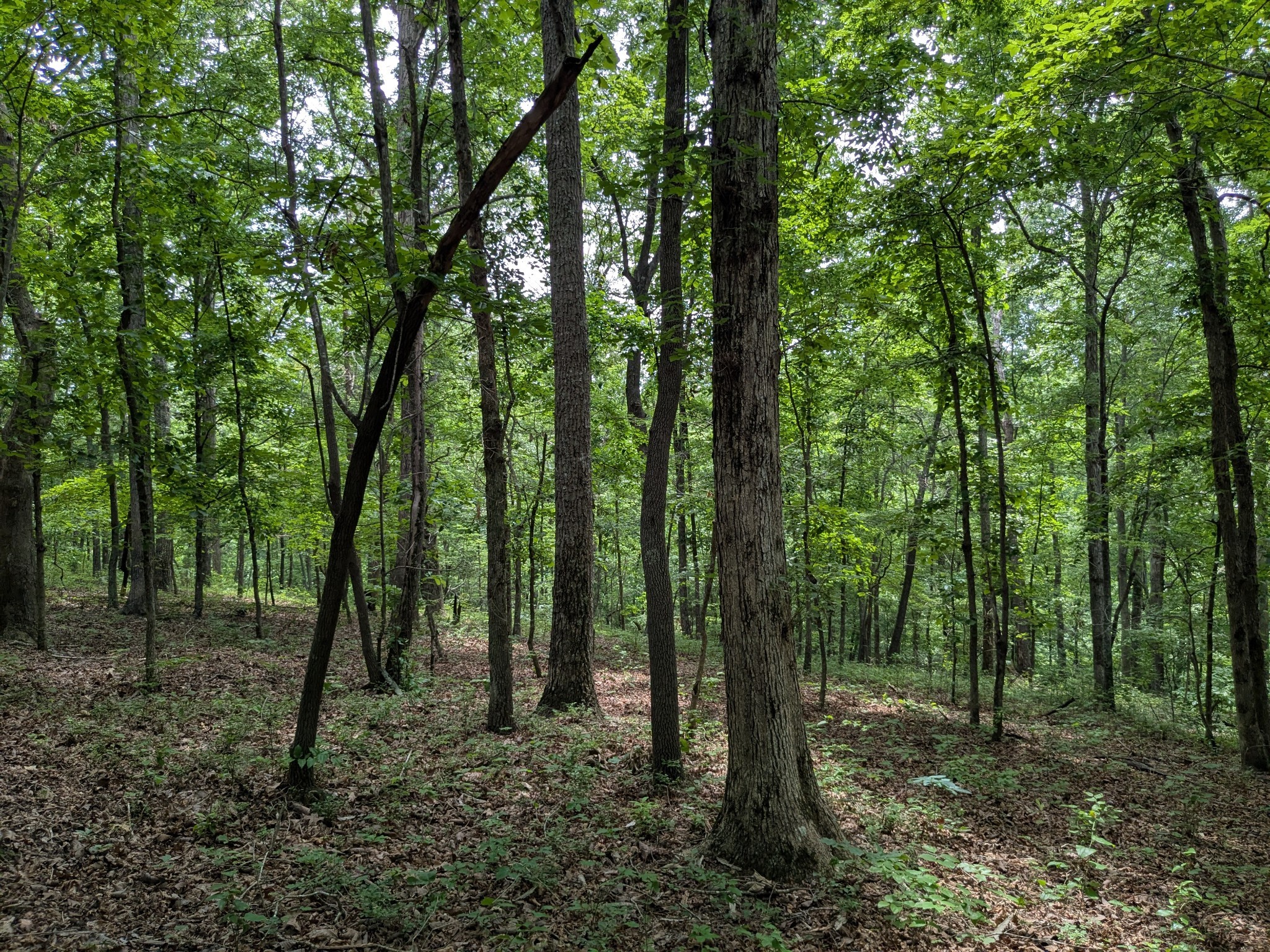 3 Brush Creek Road Lawrenceburg, TN 38464 - Photo 5 of 24