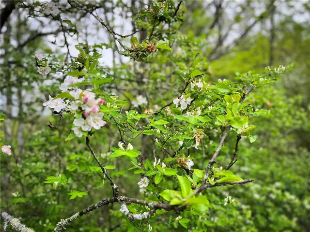 $189,900 | 0 East Spencer Road, Spencer, NY 14883