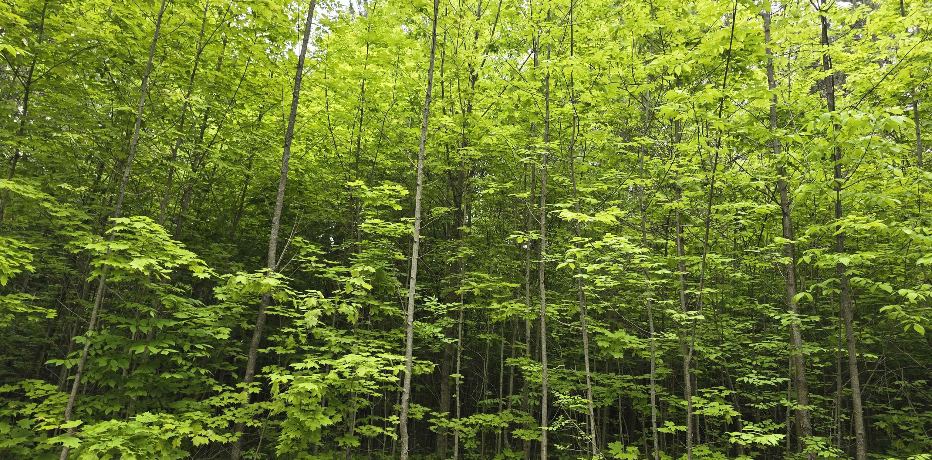 Lot 24 Hagni Road Kalkaska, MI 49646 - Photo 2 of 8 Gallery Image 2