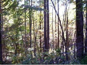 92 Golf Course Road Unicoi, TN 37692 - Photo 4 of 6 Photo 4