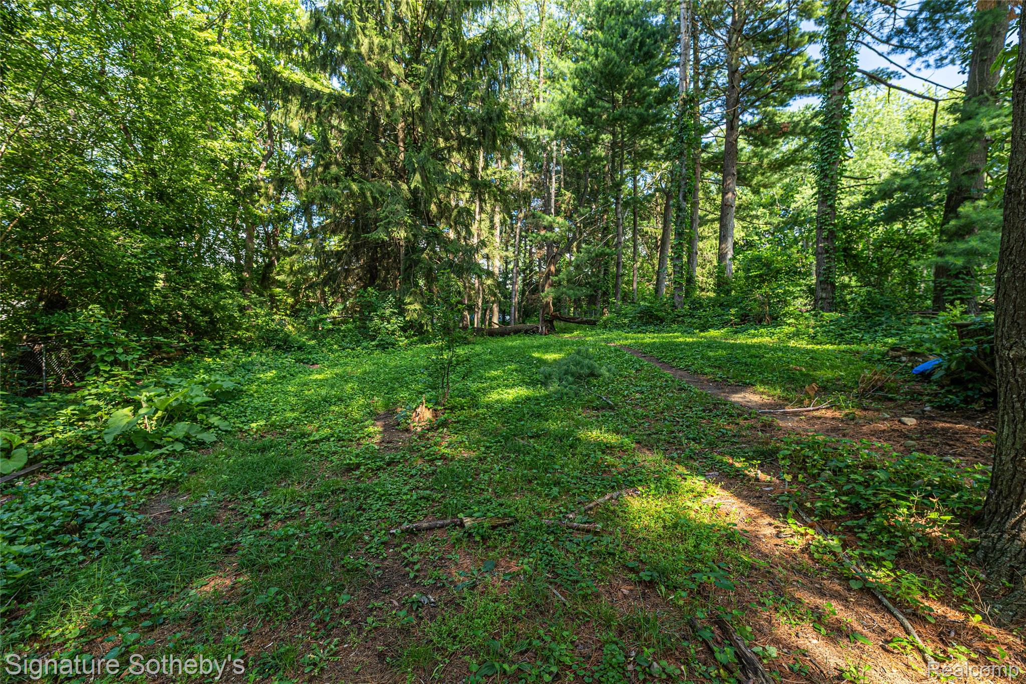 1312 Merry Road Waterford, MI 48328 - Photo 27 of 32 Expansive wooded lot featuring mature evergreen and deciduous trees, dappled sunlight, and natural ground cover