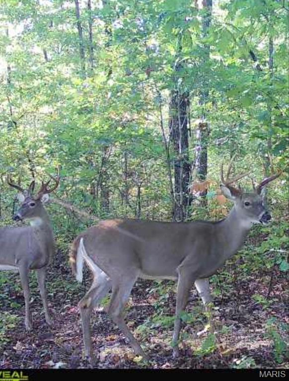 25847 Pendleton Forest Road Warrenton, MO 63383 - Photo 4 of 5