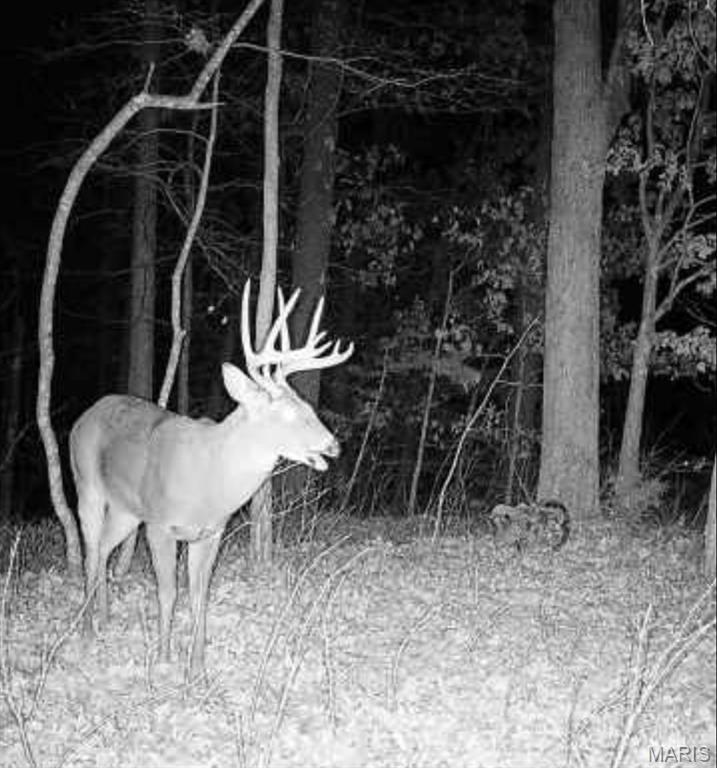 25847 Pendleton Forest Road Warrenton, MO 63383 - Photo 5 of 5